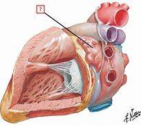 Image result for Left Atrium Anatomy