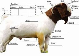 Image result for Boer Goat Anatomy