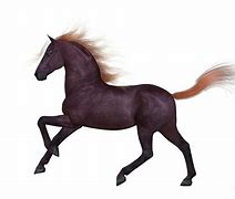 Image result for Liver Chestnut Horse