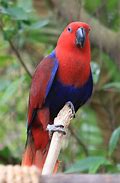 Image result for Eclectus Parrot