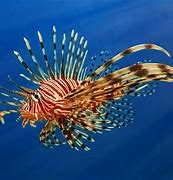 Image result for A Lionfish