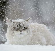 Image result for Snow On Cat Stunning