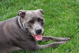 Image result for Blue Nose PitBull