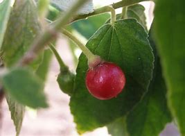 Image result for Panama Berry Tree