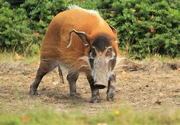 Image result for White Bush Pig