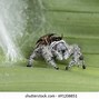 Image result for Spider Web Tarp Background