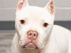 Image result for Albino Pitbull