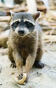 Image result for Wild Raccoon