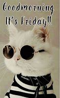 Image result for Good Morning Cat Friday