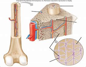 Image result for Osteon Anatomy Poster