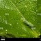 Image result for Leafhopper Stock-Photo