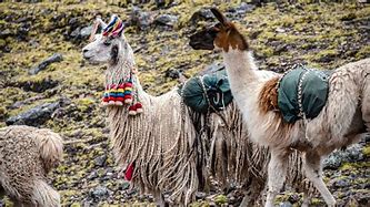 Image result for Camelids