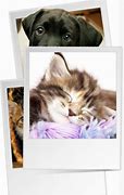 Image result for DIY Cat Furniture