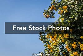 Image result for Kumquat Tree Indoor