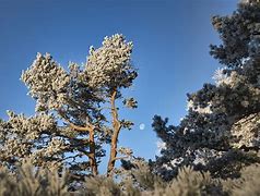 Image result for Hoarfrost On Trees