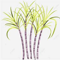 Image result for Pokok Tebu Drawing