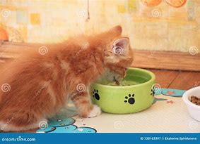 Image result for Kitten Drinking Water