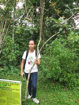 Image result for Mangkono Tree