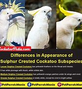 Image result for sulphur crested cockatoo habitat