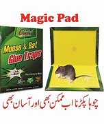 Image result for Glue Mouse Traps That Work