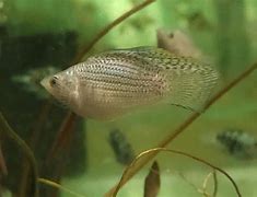 Image result for Balloon Platy