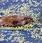 Image result for Arkansas Muskrat