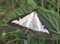 Image result for Moths in Trees