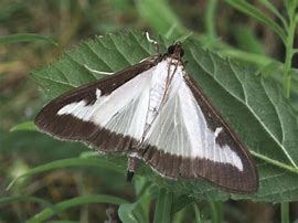 Image result for Box Hedge Moth Treatment