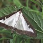 Image result for Box Moth Eggs