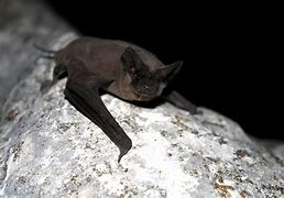 Image result for Mexican Free-Tailed Bat Photo