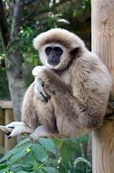 Image result for Lar Gibbon