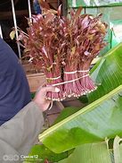 Image result for Miraa Plant