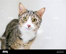 Image result for Light Brown Cat with Spots