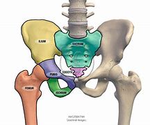 Image result for Pelvis and Hip Joint