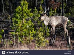 Image result for Female Caribou