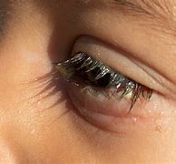 Image result for Eyelash Crust