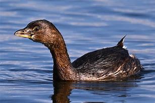 Image result for Grebe Florida