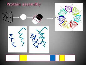 Image result for Protein Assembly