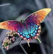 Image result for Pretty Butterfly Wings