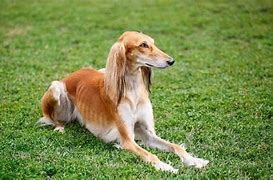 Image result for Saluki Dog Breed