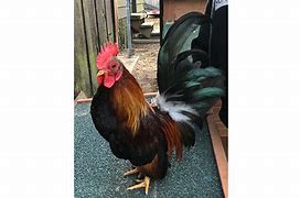 Image result for Serama Chicken Size Chart