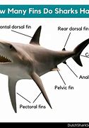 Image result for Animals with Fins and Tail Shark