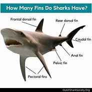 Image result for Fins Up Shark