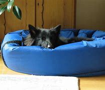 Image result for Donut Dog Beds