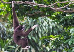 Image result for Gibbon Pics