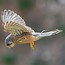 Image result for Kestrel Beak