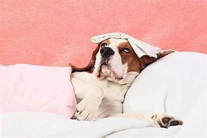 Image result for Chien Malade