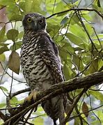 Image result for Powerful Owl