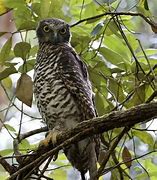 Image result for Powerful Owl Side of Wings