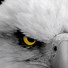 Image result for Eagle Eye Meme